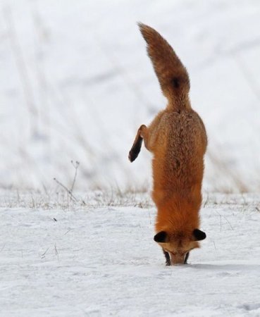 Лисонька ..........