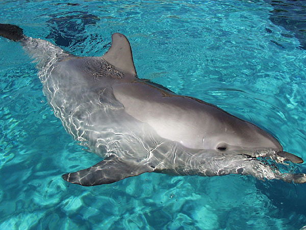 Елена Пономарева