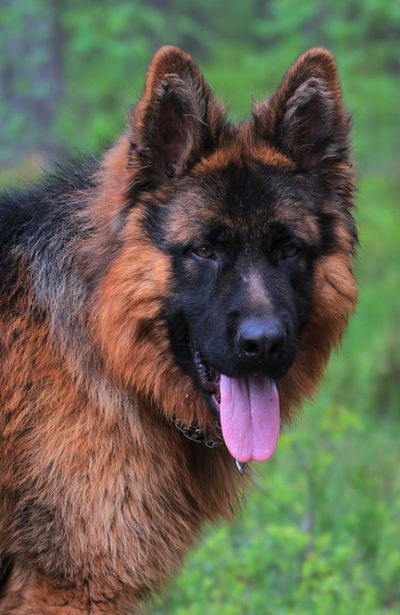 Руслан Колесник