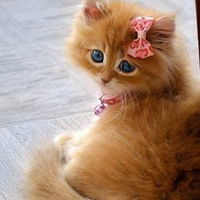 Татьяна Андреева