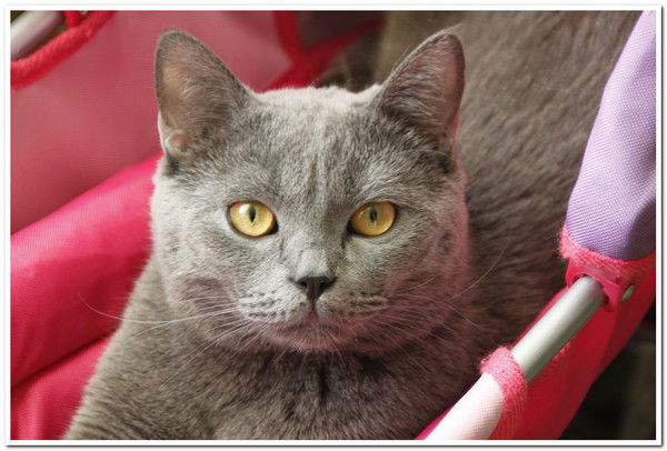 Марина Бохан