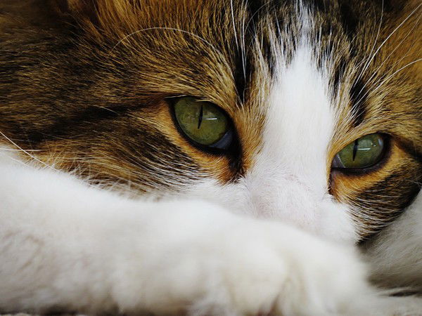 Анна Нагорная