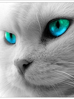 Димка Медведев