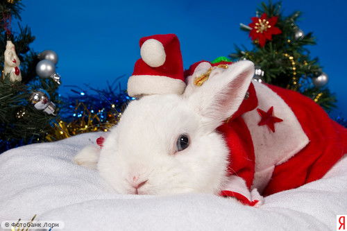 Аниса Хасанова