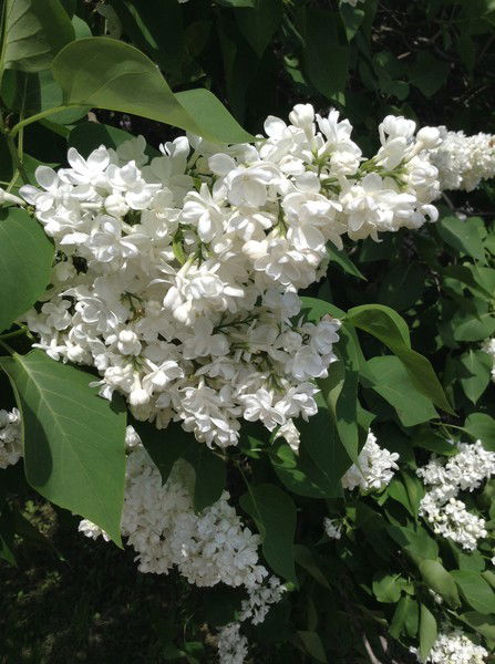 Светлана Некрасова