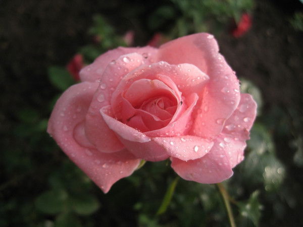 Ляззат Абишева