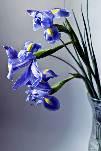 Ирина Мироненко