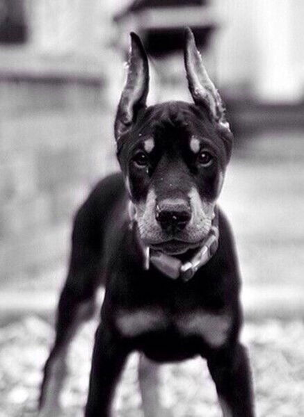 ♥Ļꞈҡуḽḯkὸvᾇ♥ /