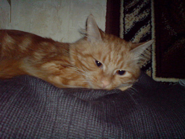 Наталия Шатова