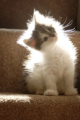 Дмитрий Высокий