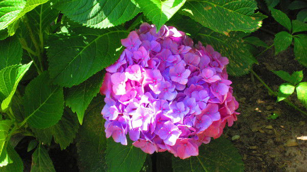 Ирина Верина