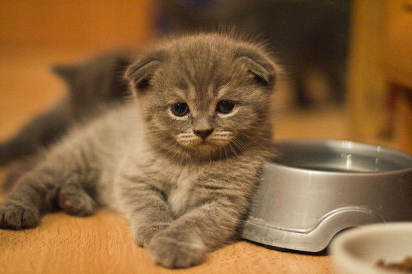 Ирина Головачева