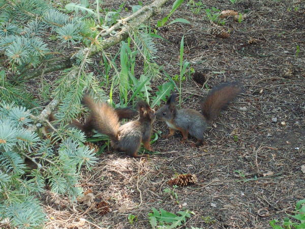 Наталья Щукина