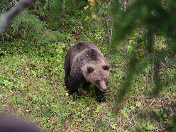 Вячеслав Колдырин