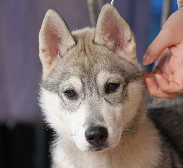 Сокол Соколов