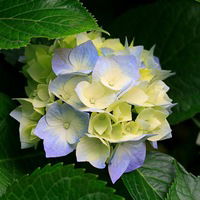 Елена Репкина