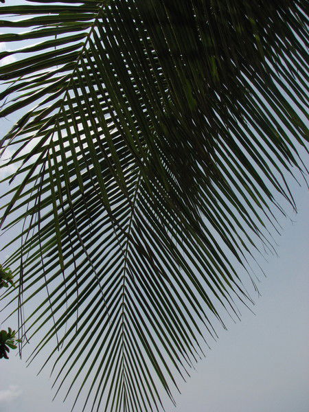 Дмитрий Петров