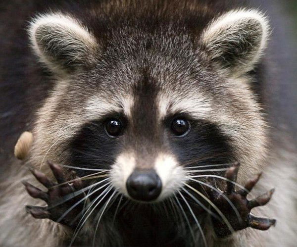 Никита Пронин