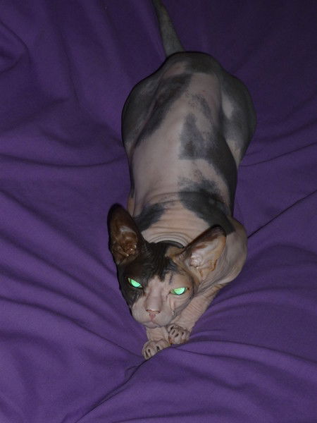 Екатерина Ростовская