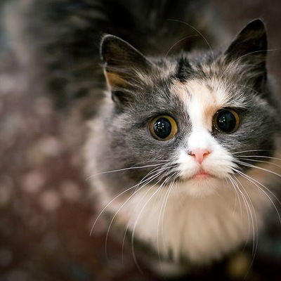 Настя Твердоступ