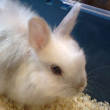 Алина Олехнович