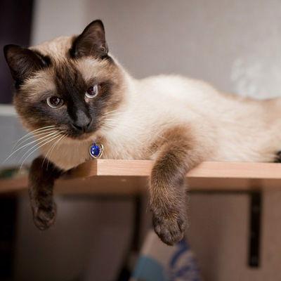 Диана Винкс