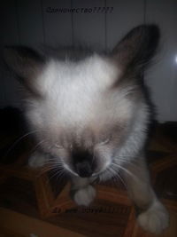 Коля Гапонов