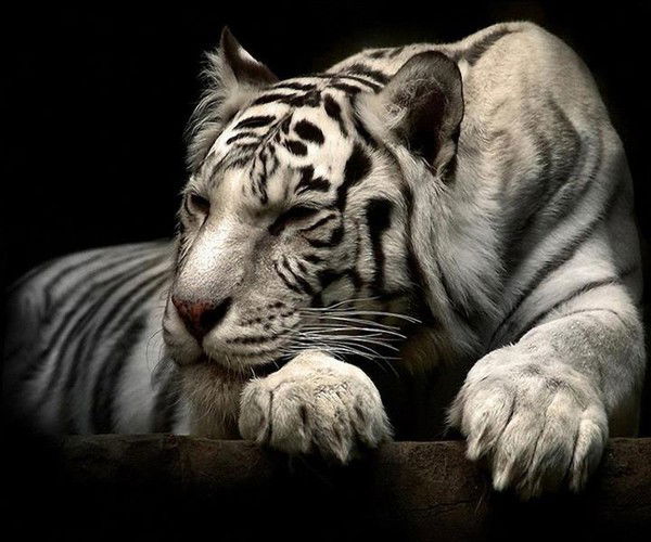 Умар Акматов