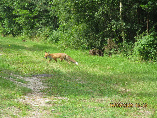 Думаю Не Скажу