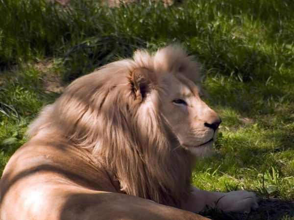 Сергей Помогаев