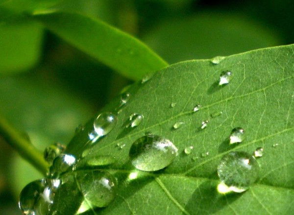 Игорь Ботвинов