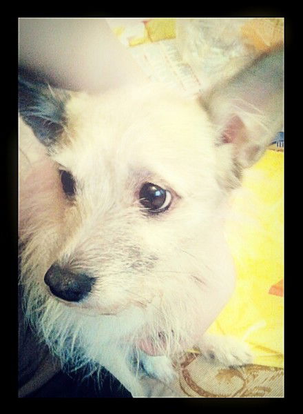 Чип Иринович