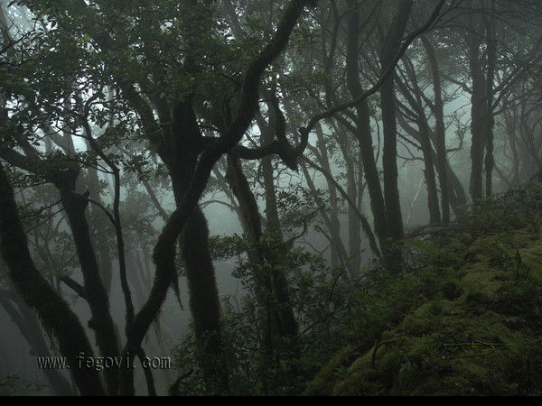 Никита Денисов