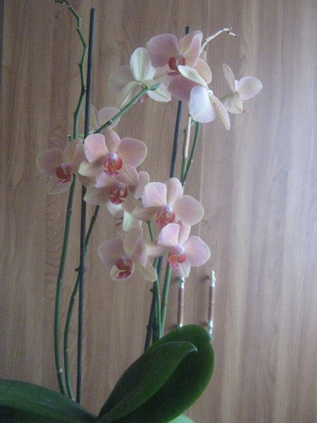 Антонина Волошина (Смолякова)