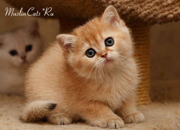 Даша Гришунькина