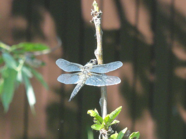 Маргарита Матказина