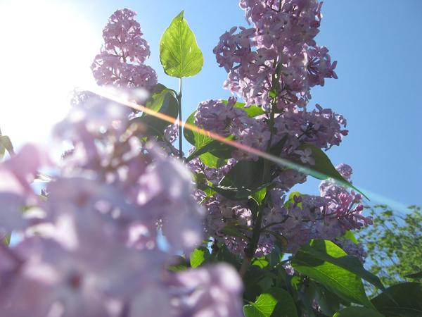 Светлана Колесниченко