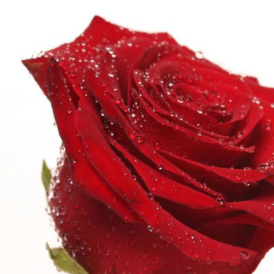 Виктория Черемушкина