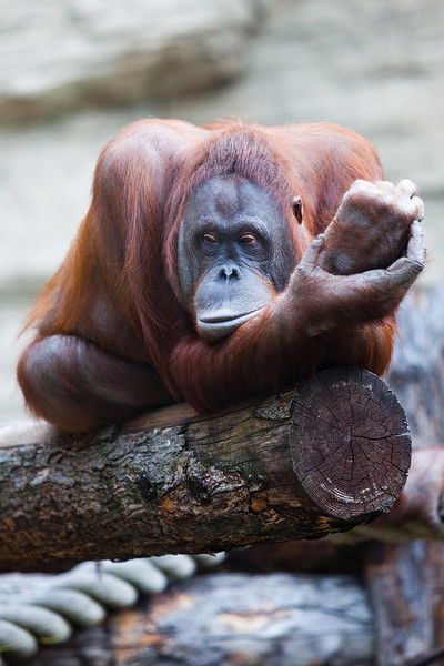 Елена Тугарёва