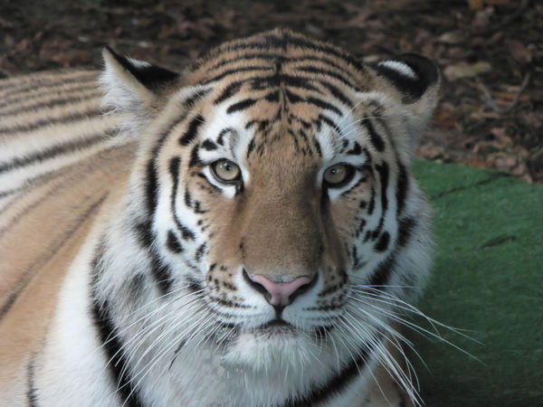 Куркин Виктор