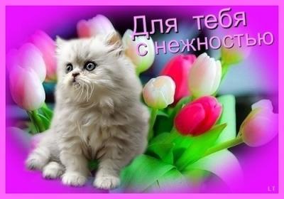 Виктор Виктор