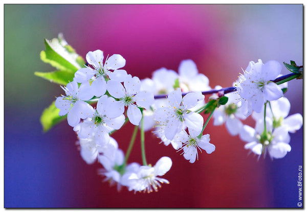 Бибимо Анварова