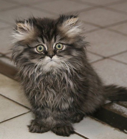 Девочка Май