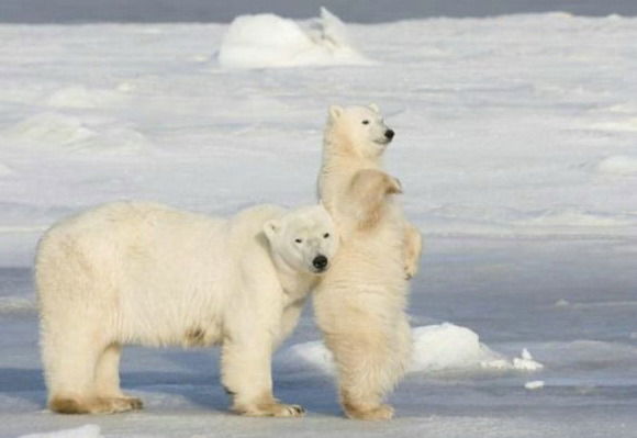 Анна Партина