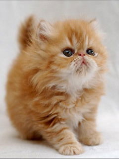 Ермак Ермакович