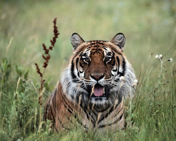 Владимир Стариков