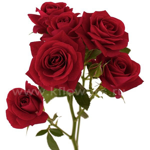 Шолпан Сарсембиева