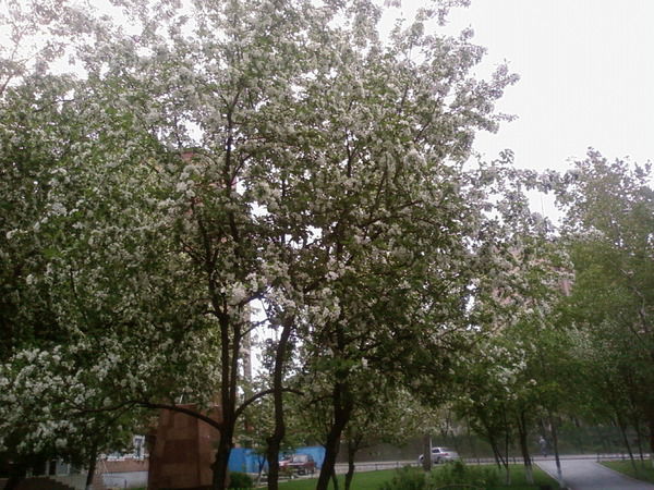 Машина Мама