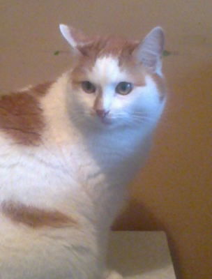 Андрей Таценко