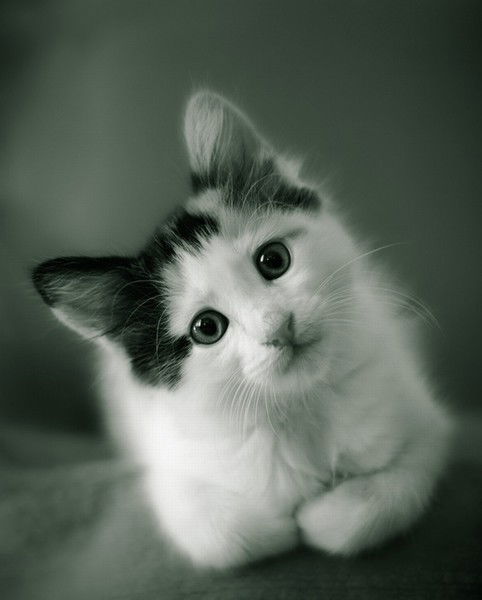 Светлана ...